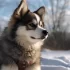 Top Pomsky Breeders in the Midwest