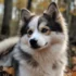 Top Pomsky Breeders in MN