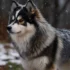 Top Pomsky Breeders in Michigan for Healthy and Happy Pomskies
