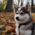 Top Pomsky Breeders in Midwest