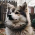 Top Pomsky Breeders in NJ for Healthy and Happy Pomskies