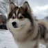 Top Pomsky Breeders in NH for Your New Best Friend
