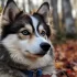 Top Pomsky Breeders in Nevada