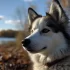 Where to Find Pomsky Puppies in Canada