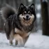 Pomsky Breeders NYC: Where to Find the Best Pomskies for Your Family