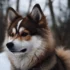 Top Pomsky Breeders in Oregon