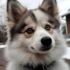 Top Pomsky Breeders in Oklahoma