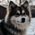 Pomsky Breeders in Pennsylvania: Find Your Perfect Furry Companion