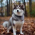 Top Pomsky Breeders in Oregon