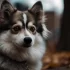 Top Pomsky Breeders in Ontario: Find Your Perfect Companion Today!