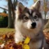 Buy Pomsky Puppies in Orlando: Find Your Perfect Companion Today!