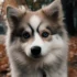 Pomsky Puppies Price Range: How Much Do Pomskies Cost?