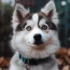 Top Pomsky Breeders in PA: Where to Find Your Furry Companion