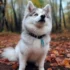 Pomsky Puppies for Sale in San Francisco: Finding the Perfect Companion