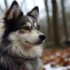 Pomsky Breeders in Pennsylvania: Find Your Perfect Furry Companion