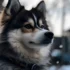Top Pomsky Breeders in San Diego: Find Your Furry Friend Today!