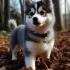 Top Pomsky Breeders in Texas