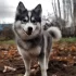 Top Pomsky Breeders on Long Island