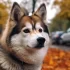 Top Pomsky Breeders in the UK