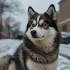 Everything You Need To Know About Pomsky Breeds