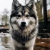 Top Pomsky Breeders in Texas: Find Your Perfect Companion Today