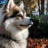 Top Pomsky Breeders in CT: Where to Find Your New Furry Friend