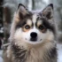 Pomsky Harness: The Top Picks for Safe and Comfortable Walks
