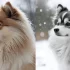 Pomsky Puppy Adoption Near Me: Tips for Finding the Right Breeder