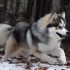 Tiny Pomsky for Sale – Your Guide to Finding the Perfect Companion