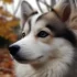 Toy Pomsky for Sale Near Me: Find Your Perfect Furry Friend