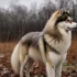 Pomsky Vs Alaskan Klee Kai: Understanding The Differences