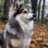 Toy Pomsky Puppies: The Ultimate Guide to Raising Your Own Adorable Pomsky Companion