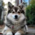 Toy Pomsky Breeder: Finding Your Perfect Companion