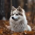 Toy Pomskies for Sale: Find Your Perfect Companion