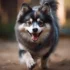 FAQs about Pomsky Brown