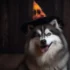 FAQs about Pomsky
