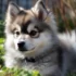 Winter Bath Care for a Pomsky