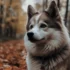 Top Personality Traits of Pomskies for First-Time Owners