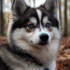 Training a Pomsky: Tips and Tricks for Raising a Well-Behaved Pomsky Puppy