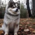 Training Your Pomsky Puppy: Tips and Tricks for Success