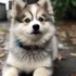 Discover the Adorable Toy Size Pomsky: Everything You Need to Know