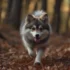 How to Evaluate A Dog Grooming Service for your Pomsky