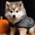 FAQs about Pomsky Pictures