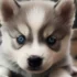 FAQs about Pomsky 2nd Gen