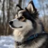 Tri Color Pomskies: The Ultimate Guide to Understanding Their Unique Appearance and Personality Traits