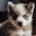 FAQs about Do Pomsky Shed