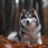 Boo The Pomsky: A Guide To Understanding The Personality Traits And Temperament Of This Adorable Breed