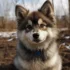 Vaca Valley Pomskies: Discover the Personality Traits of This Popular Pomsky Breed
