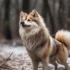 How to Stop Your Pomsky from Biting: Tips and Tricks for Curbing Aggressive Puppy Behavior