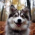 Pomskies for Sale: How to Find Your Perfect Companion